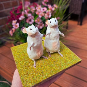 May include: Two white taxidermied mice standing on a green artificial grass base. The mice are facing forward with their paws raised.