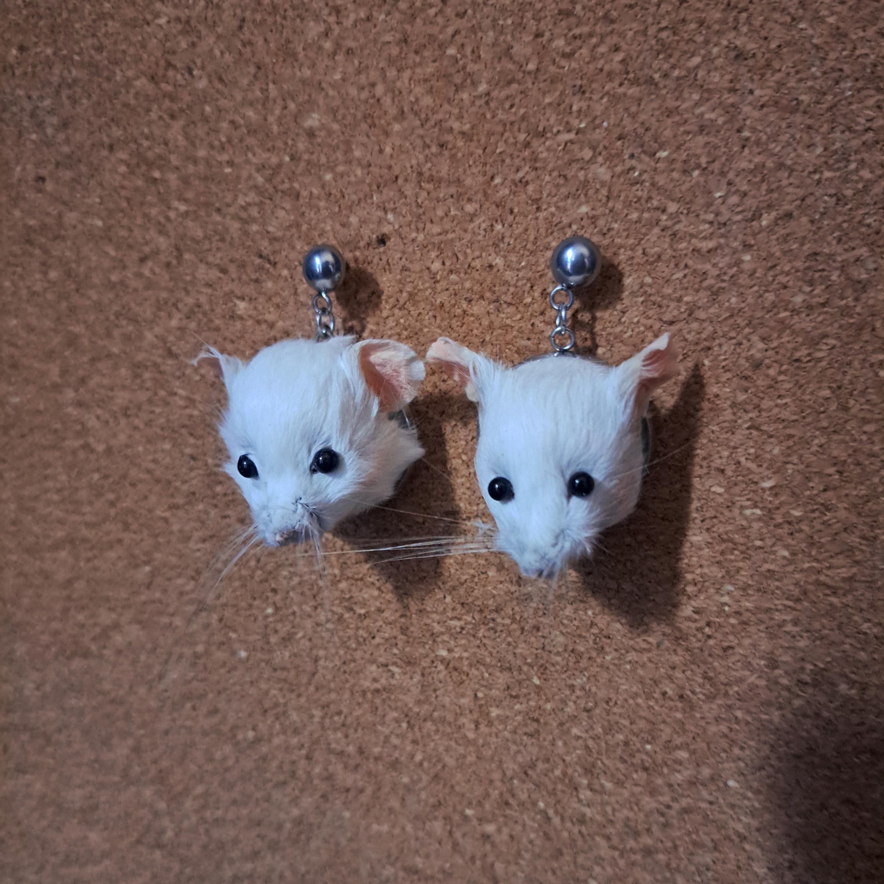 Taxidermy mouse head earrings. unusual gift oddity and curiosity