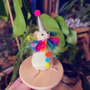 Cute Mouse taxidermy rainbow clown oddity gift. Real Stuffed Rodent decor
