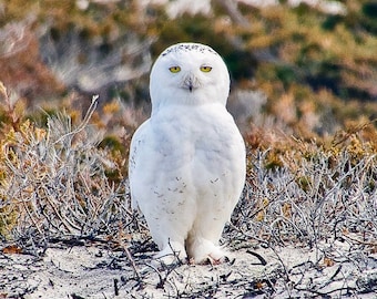 Snowy Owl