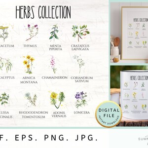 Kräutersammlung PNG-Datei Sublimationsdesign-Plakat Wandkunst Digitaler Download Herbst PNG Blumenmuster-Wand-Dekor Wildblumen-Dekor-Shirt-Design