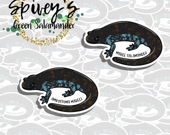 Mabee Salamander Sticker Ambystoma mabeei Sticker Herpetology Amphibian Salamander Sticker