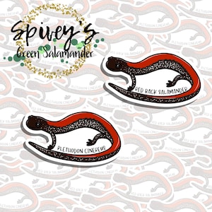 Red back Salamander Sticker Plethodon cinerus Sticker Herpetology Amphibian Salamander Sticker