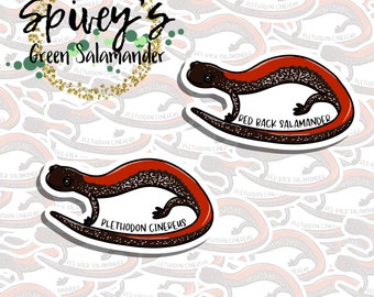 Red back Salamander Sticker Plethodon cinerus Sticker Herpetology Amphibian Salamander Sticker