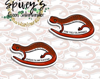 Four Toed Salamander Sticker Hemidactylium scutatum Sticker Herpetology Amphibian Salamander Sticker