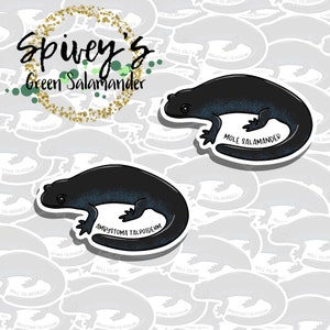 Mole Salamander Sticker Ambystoma talpoideum Sticker Herpetology Amphibian Salamander Sticker