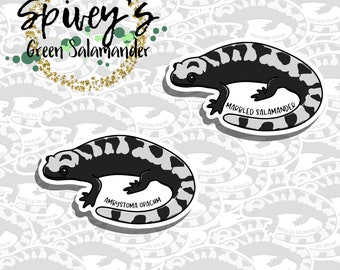 Marbled Salamander Sticker Ambystoma opacum Sticker Herpetology Amphibian Salamander Sticker