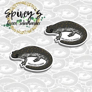 Smallmouth Salamander Sticker Ambystoma texanum Sticker Herpetology Amphibian Salamander Sticker