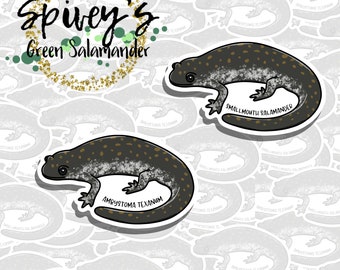 Smallmouth Salamander Sticker Ambystoma texanum Sticker Herpetology Amphibian Salamander Sticker