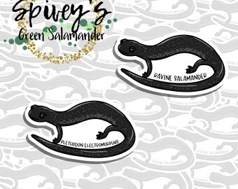 Ravine Salamander Sticker Plethodon electromorphus Sticker Herpetology Amphibian Salamander Sticker
