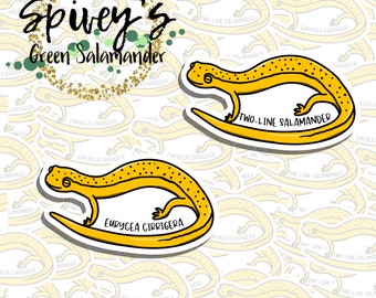 Two-line Salamander Sticker Eurycea cirrigera Sticker Herpetology Amphibian Salamander Sticker