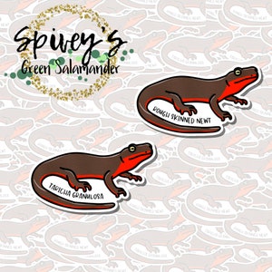 Rough Skinned Newt Salamander Sticker Taricha granulosa Sticker Herpetology Amphibian Salamander Sticker