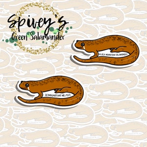 Black Mountain Salamander Sticker Desmognathus welteri Sticker Herpetology Amphibian Salamander Sticker