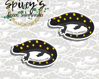Spotted Salamander Sticker Ambystoma maculatum Sticker Herpetology Amphibian Salamander Sticker
