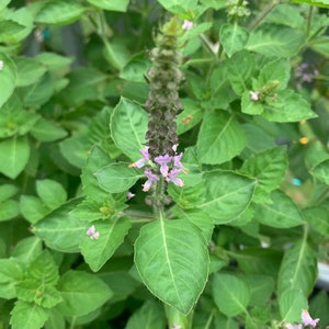 Tulsi Oxymel, ocimum africanum, herbal extract