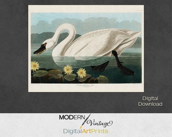 American Swan, Audubon Bird, Digital Download, Vintage Art Print
