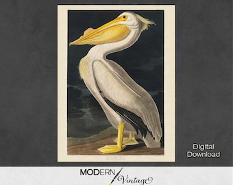 White Pelican, Audubon Bird Digital Download, Vintage Print