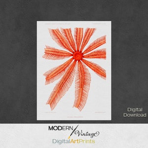 Starfish Vintage Art Print, Digital Download