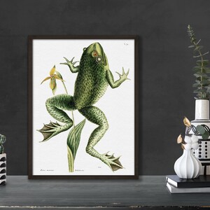 Frosch, Ochsenfrosch Vintage Illustration, Mark Catesby, Vintage Druck, Digital Download, Vintage Kunstdruck