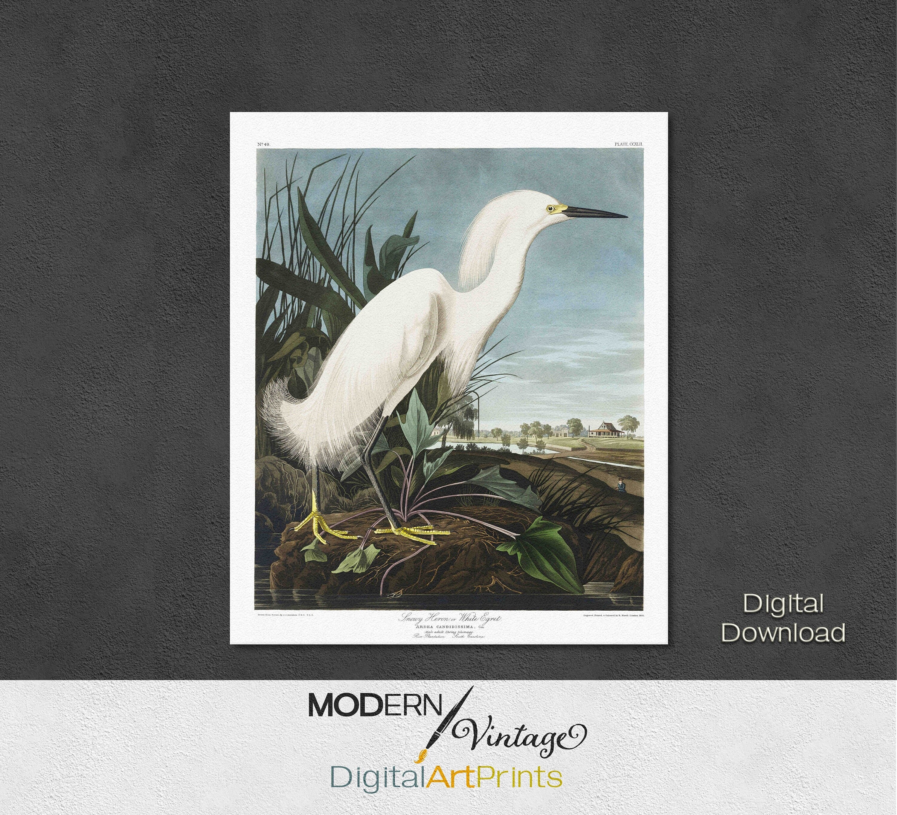 White Egret, Snowy Heron, John James Audubon, Birds of America, Audubon Bird Print, Digital Download, Vintage Art Print