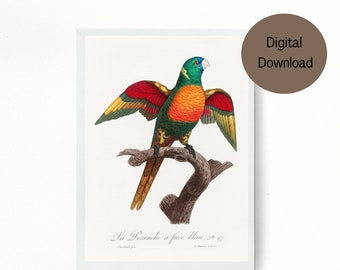 Parrot Art Print | The Blue-Headed Parrot | Pionus Menstruus | Vintage Illustration, Bird Wall Art Printable, Instant Download Digital Print