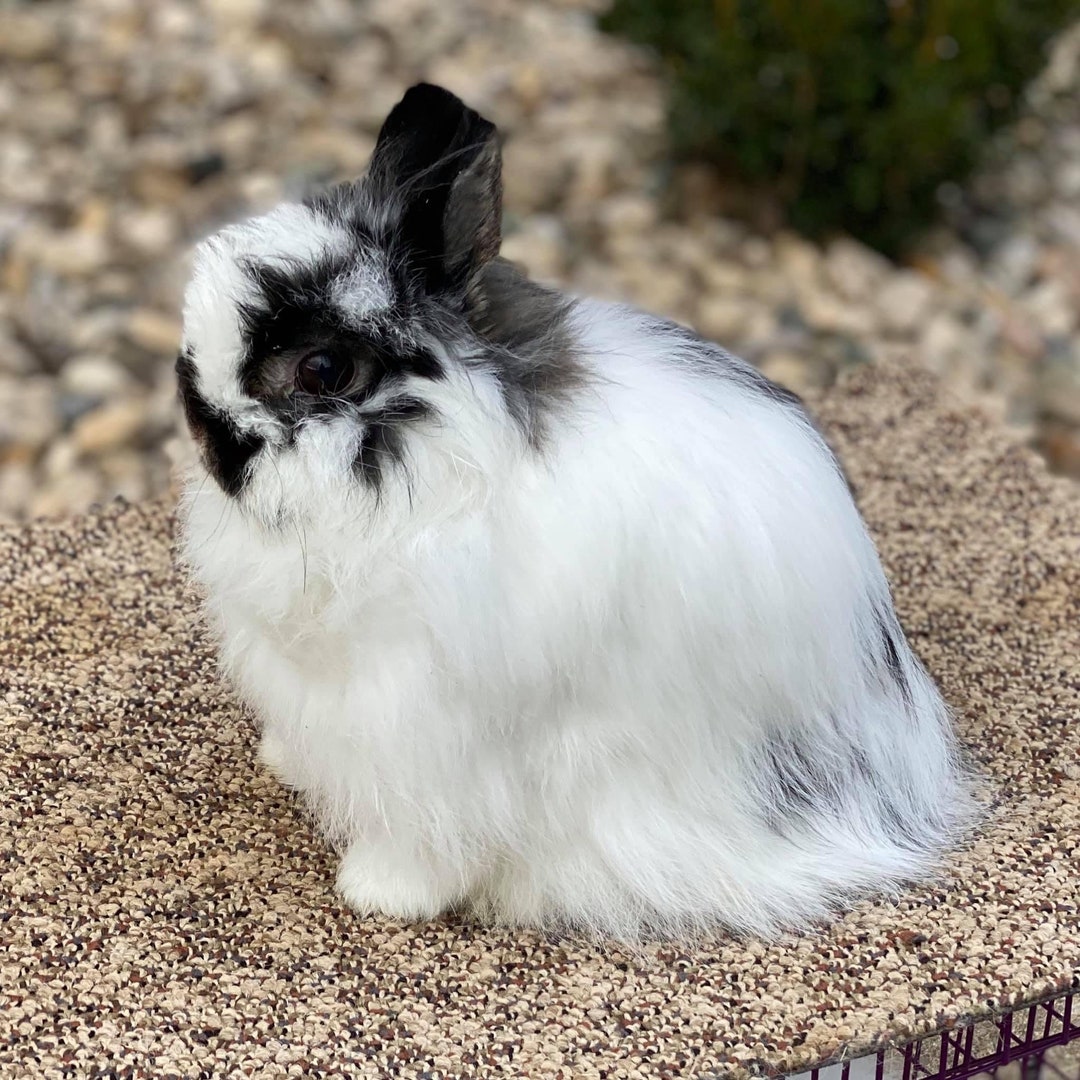 Jersey Wooly Rabbit Etsy