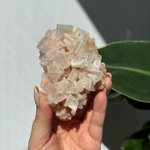 Puede incluir: Un cúmulo de cristales de selenita rosa con una textura rugosa y natural. Los cristales son translúcidos y tienen un aspecto delicado y en capas.