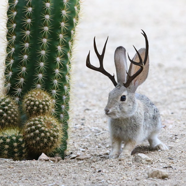 Jackalope