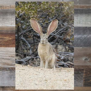 May include: A jackrabbit with large ears stands on a sandy surface with dry brush in the background.