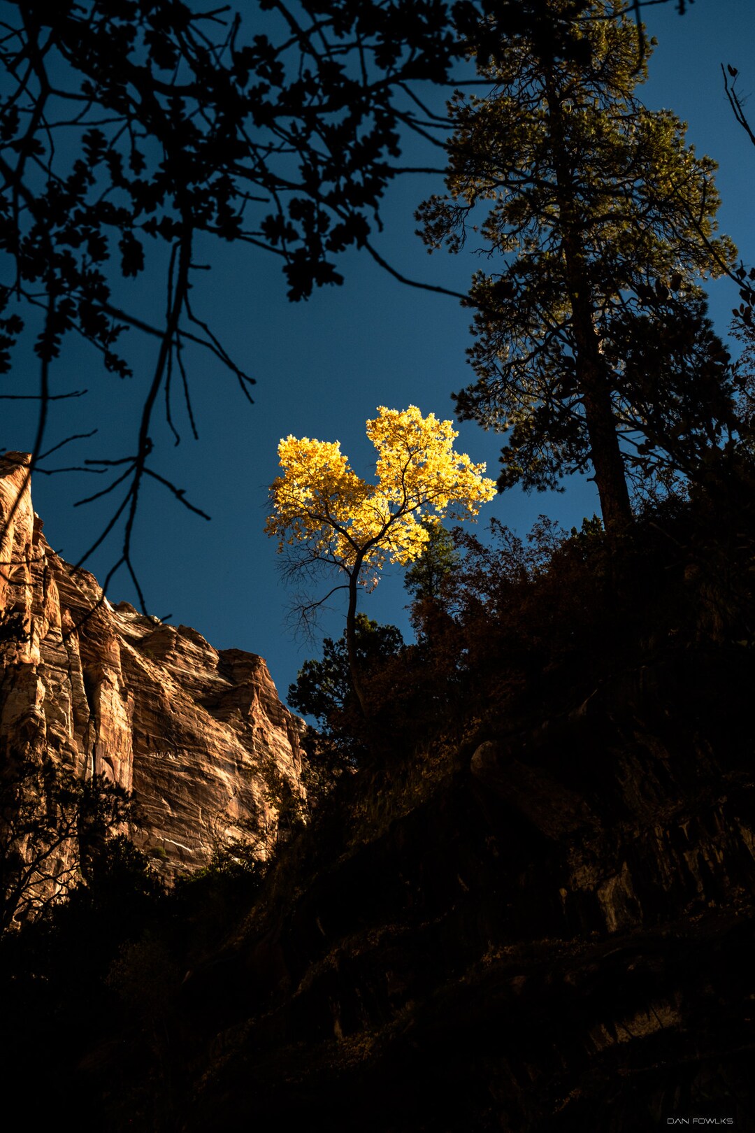 Zian Tree Zion National Park Autumn Tree Photograph - Etsy