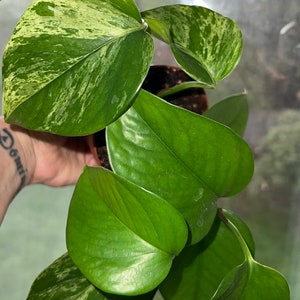 Puede incluir: Primer plano de una vibrante planta de potos con hojas grandes en forma de corazón. Las hojas muestran una mezcla de verde brillante y variegación blanco crema. La planta está en una maceta marrón pequeña, mostrando su exuberante follaje.