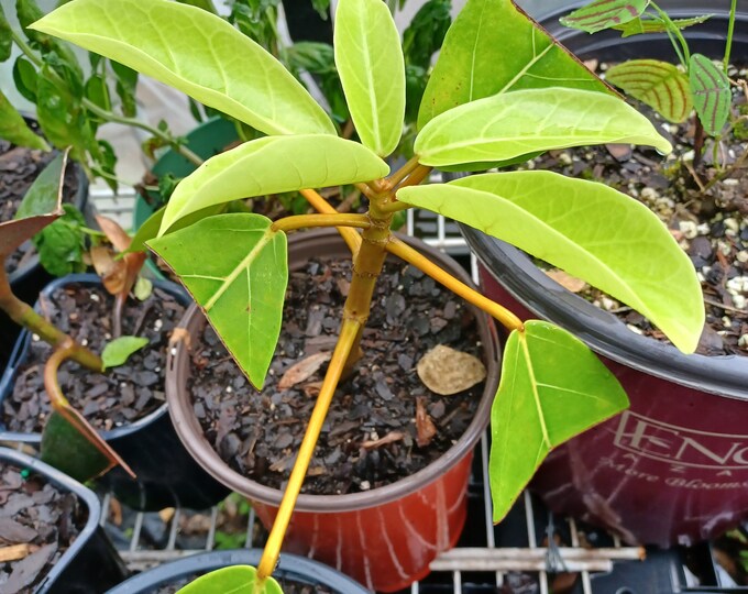 Rare Ficus Tree This item is unavailable - Etsy