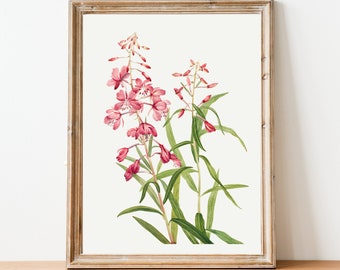 Fireweed Vintage Flower Illustration Premium Matte Vertical Poster - Flores silvestres - Flor de Yukon - Minimalista - Bellas Artes - Dibujado a mano - Boho