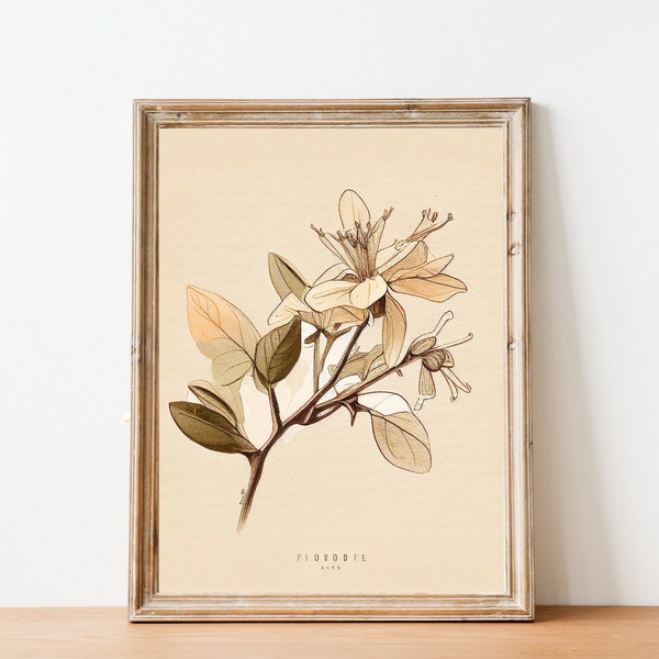 June Honeysuckle Vintage Birth Month Flower Illustration - Minimalist - Hand-Drawn - Fine Art - Sketch - Printable - Instant Download
