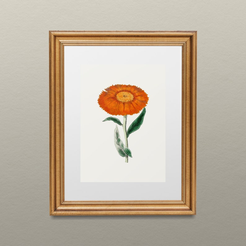 Marigold Vintage October Birth Month Flower Illustration Premium Matte Vertical Poster Minimalist Fine Art Hand-Drawn Boho Sketch image 5