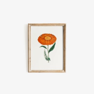 Marigold Vintage October Birth Month Flower Illustration Premium Matte Vertical Poster Minimalist Fine Art Hand-Drawn Boho Sketch image 2