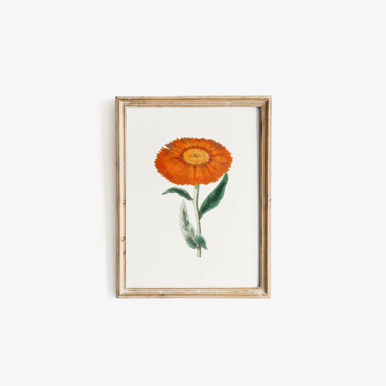 Marigold Vintage October Birth Month Flower Illustration Premium Matte Vertical Poster Minimalist Fine Art Hand-Drawn Boho Sketch image 2