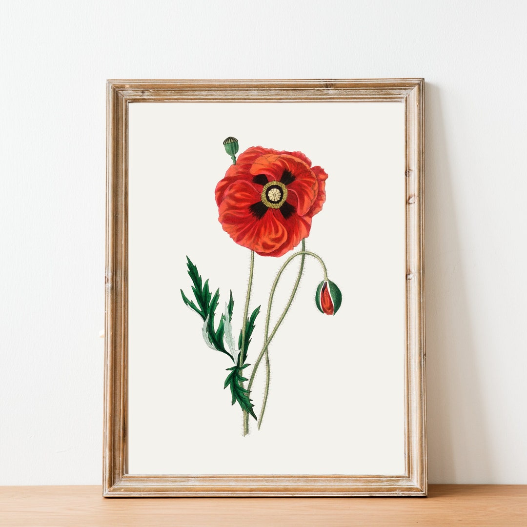 Poppy Vintage August Birth Month Flower Illustration Premium Matte