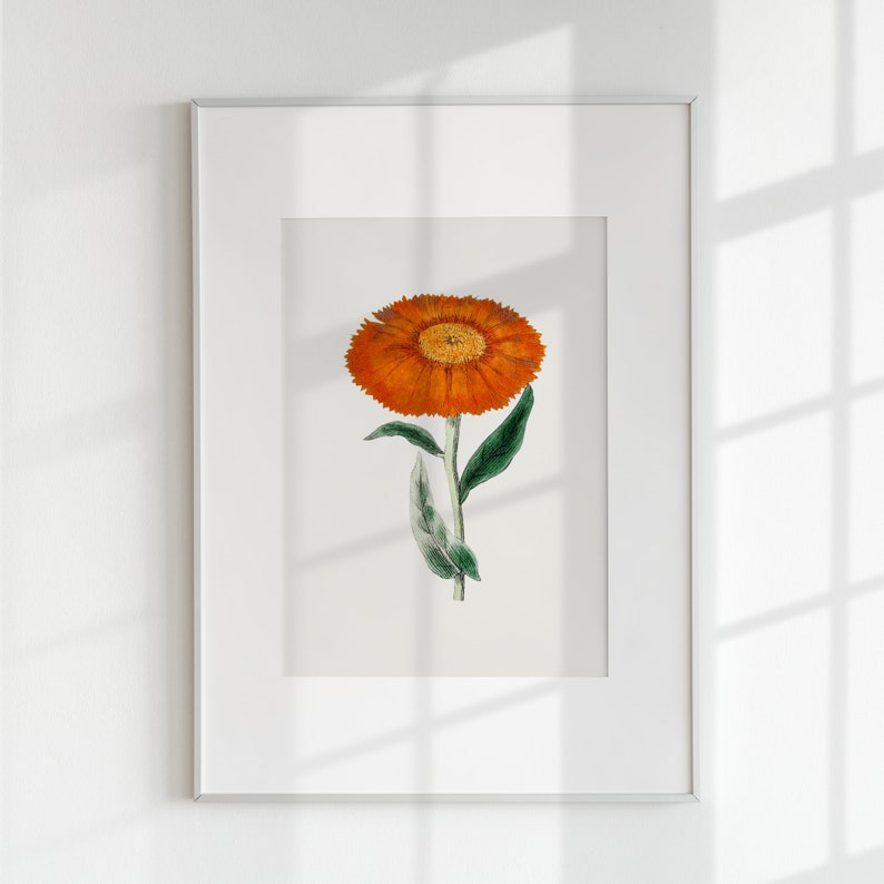 Marigold Vintage October Birth Month Flower Illustration Premium Matte Vertical Poster Minimalist Fine Art Hand-Drawn Boho Sketch image 4