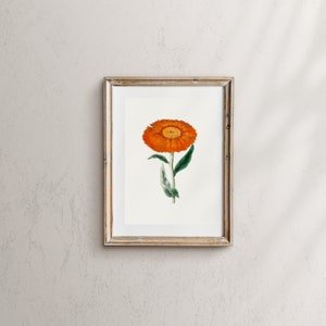 Marigold Vintage October Birth Month Flower Illustration Premium Matte Vertical Poster Minimalist Fine Art Hand-Drawn Boho Sketch image 3