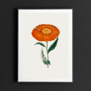 Marigold Vintage October Birth Month Flower Illustration Premium Matte Vertical Poster Minimalist Fine Art Hand-Drawn Boho Sketch image 7