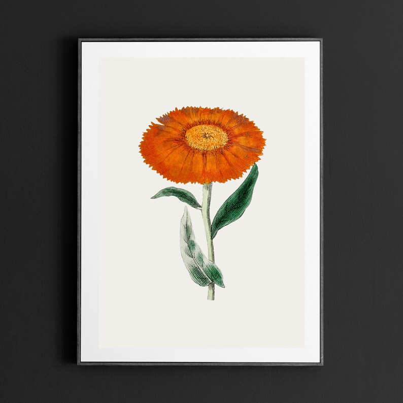 Marigold Vintage October Birth Month Flower Illustration Premium Matte Vertical Poster Minimalist Fine Art Hand-Drawn Boho Sketch image 7