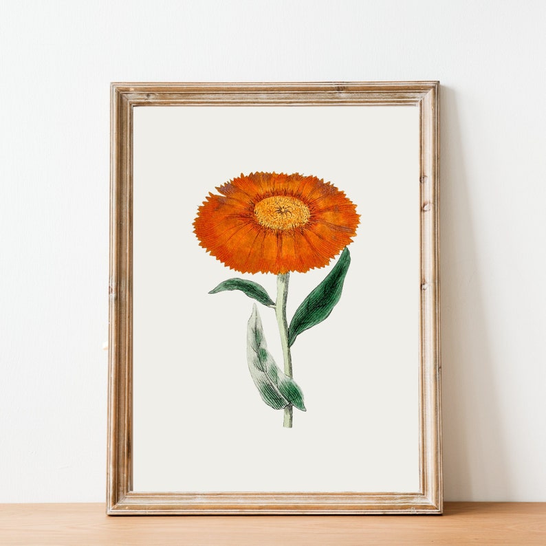 Marigold Vintage October Birth Month Flower Illustration Premium Matte Vertical Poster Minimalist Fine Art Hand-Drawn Boho Sketch image 1