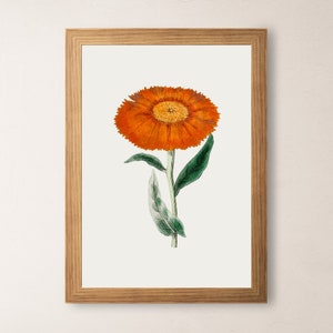 Marigold Vintage October Birth Month Flower Illustration Premium Matte Vertical Poster Minimalist Fine Art Hand-Drawn Boho Sketch image 8