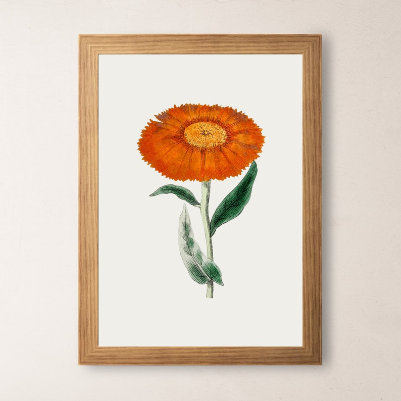 Marigold Vintage October Birth Month Flower Illustration Premium Matte Vertical Poster Minimalist Fine Art Hand-Drawn Boho Sketch image 8