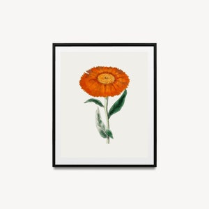 Marigold Vintage October Birth Month Flower Illustration Premium Matte Vertical Poster Minimalist Fine Art Hand-Drawn Boho Sketch image 6