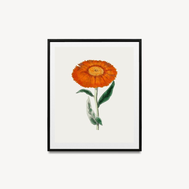 Marigold Vintage October Birth Month Flower Illustration Premium Matte Vertical Poster Minimalist Fine Art Hand-Drawn Boho Sketch image 6