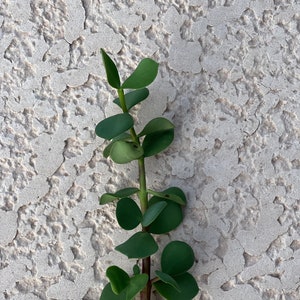 May include: A small green plant with round leaves growing against a white textured wall.