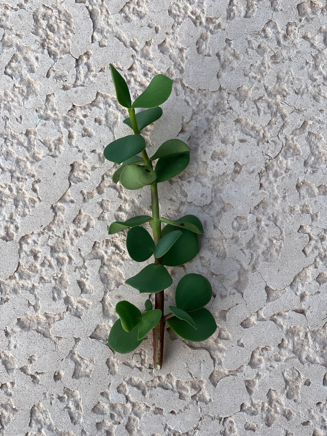 Small 35 Portulacaria Afra Gigantea Cutting Trimming Elephant Food Bush