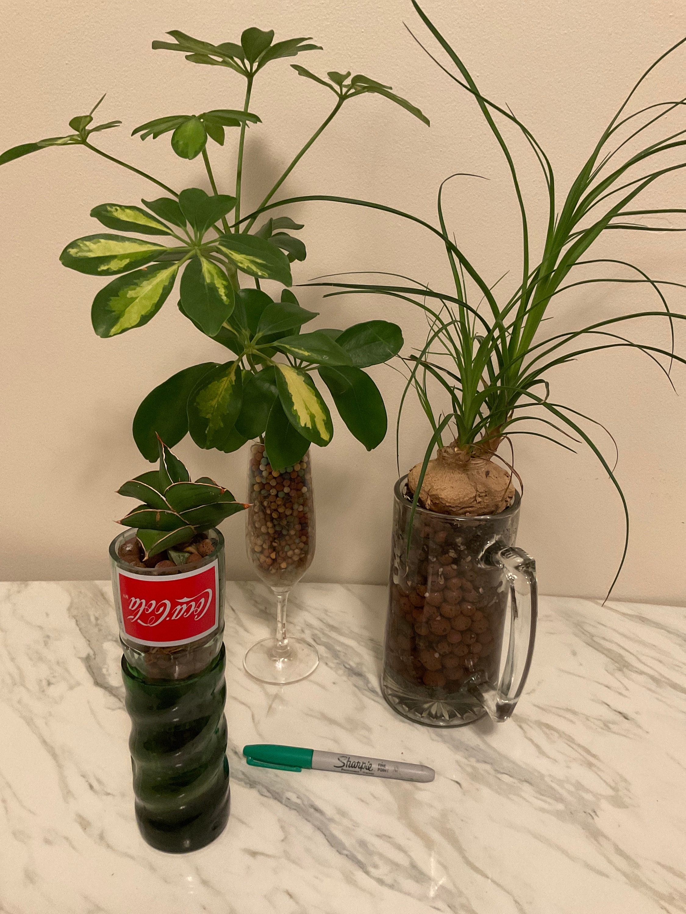 Glass Vases for Plants in Leca or Any Semihydroponic Growing. Etsy